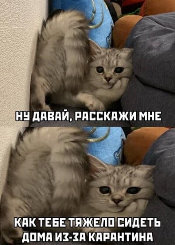 ну давай расскажи мне кот