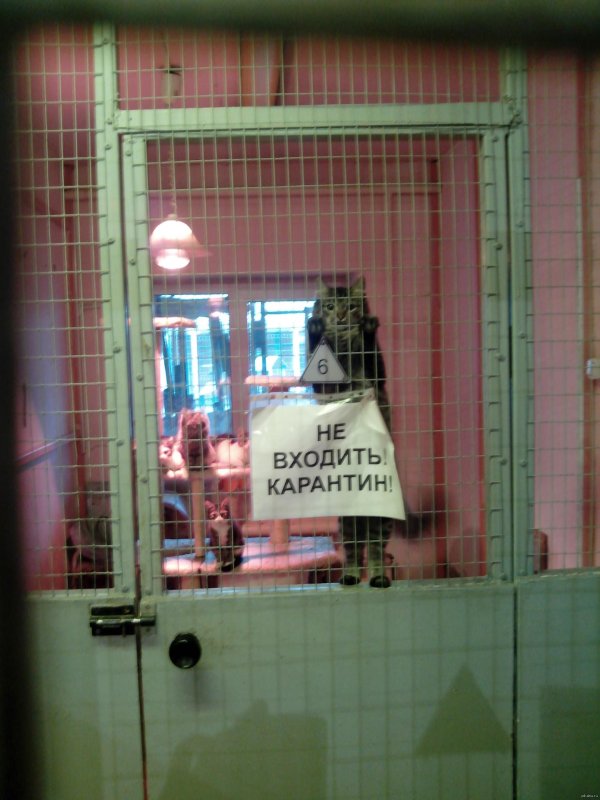 карантин по гриппу