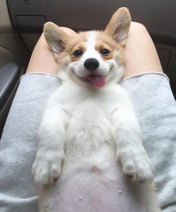 вельшкорги пемброк