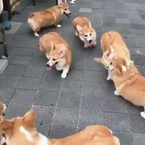 собака корги