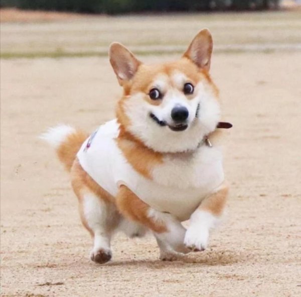 корги улыбака