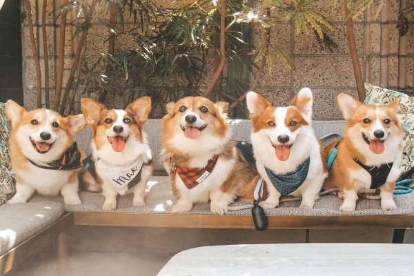 вельшкорги пемброк