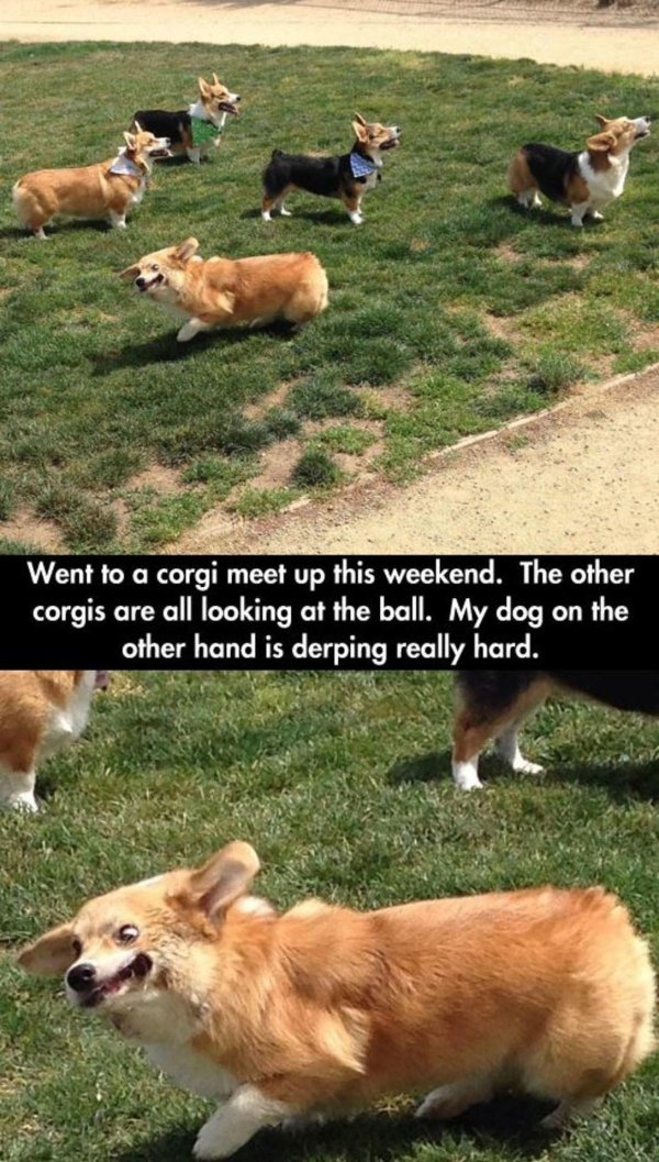 вельшкорги пемброк