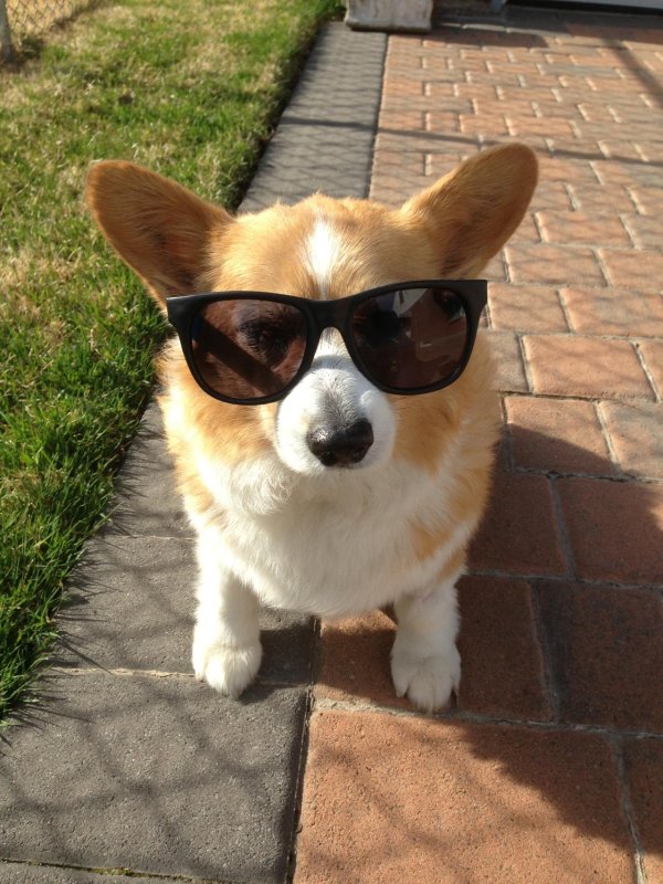 вельшкорги пемброк