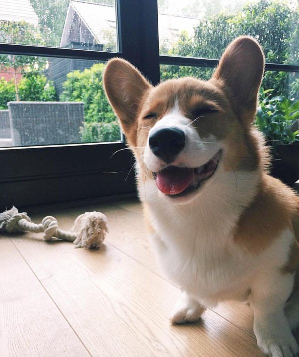 вельшкорги пемброк