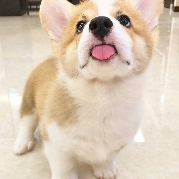 щенки корги