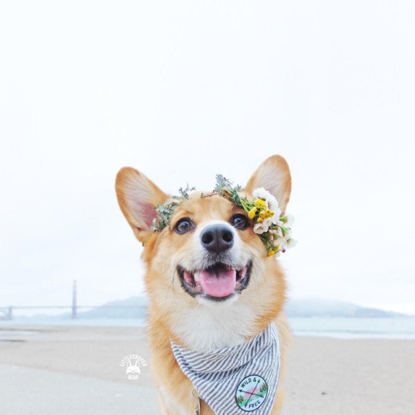 вельшкорги пемброк