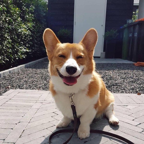 вельшкорги пемброк