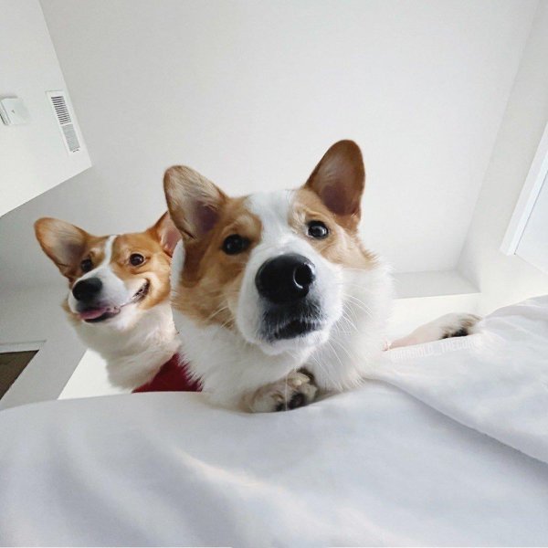 вельшкорги пемброк