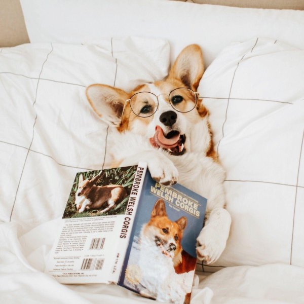 доброе утро с корги