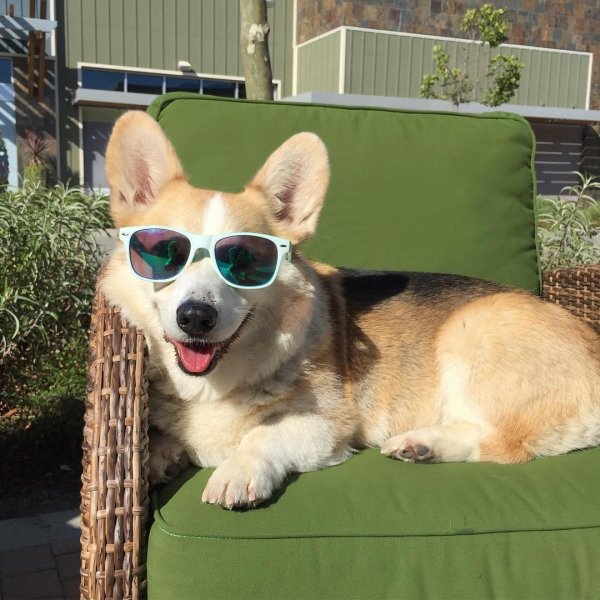 корги смешной