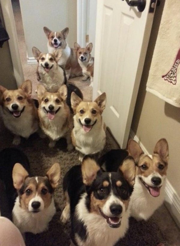 вельшкорги пемброк