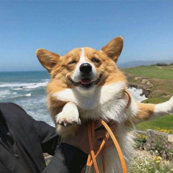 вельшкорги пемброк