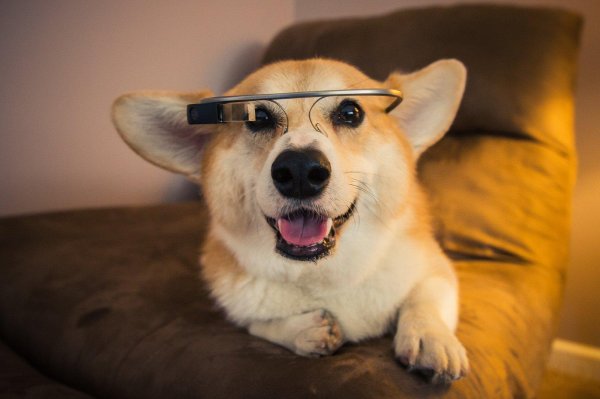 корги смешной