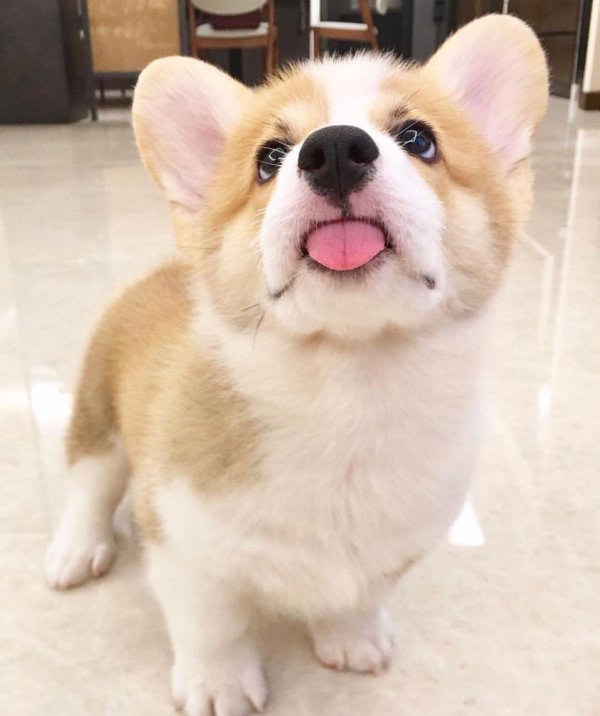 щенки корги