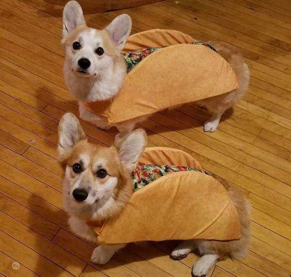 корги хот дог