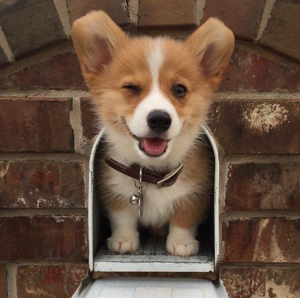 вельшкорги пемброк