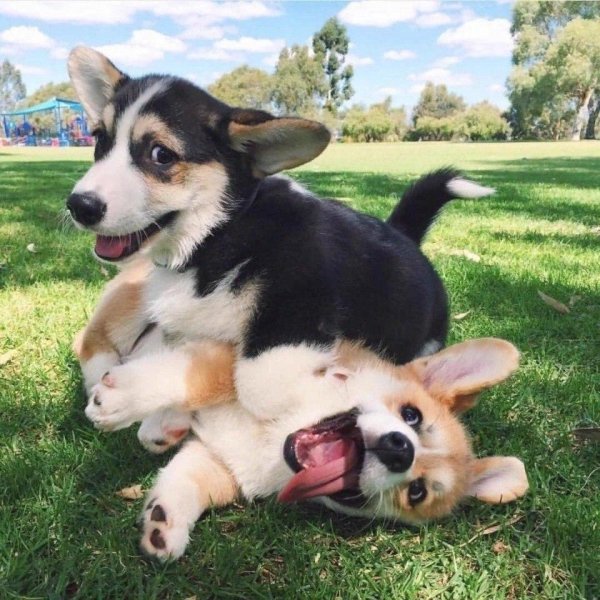 вельшкорги пемброк