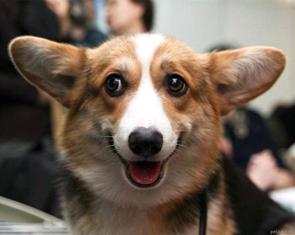 вельшкорги пемброк