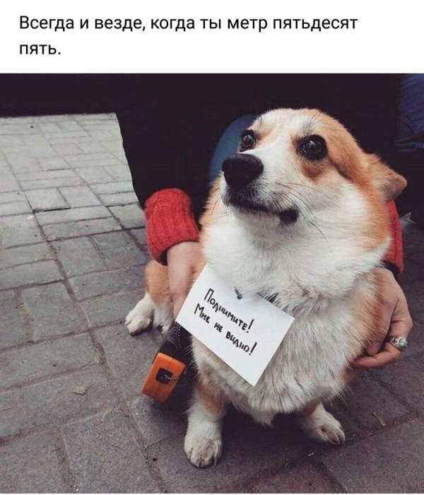 вельшкорги пемброк