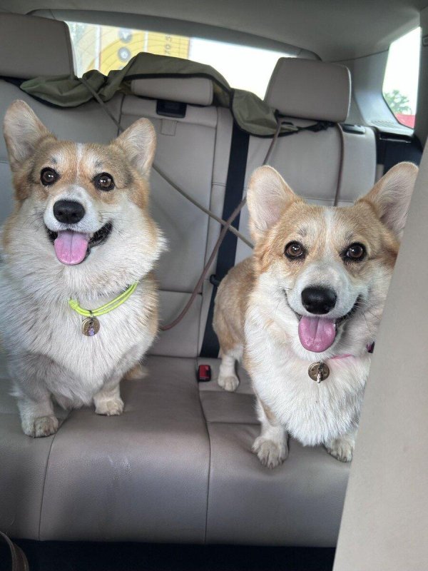 злюся корги