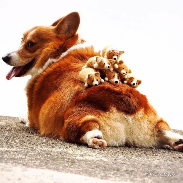 вельшкорги пемброк