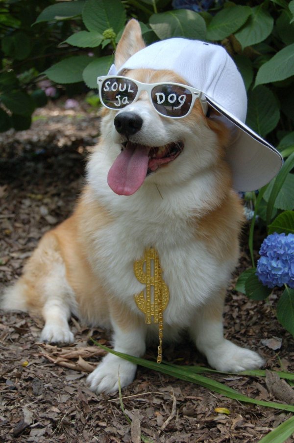 вельшкорги пемброк