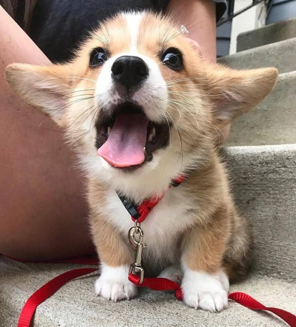 вельшкорги пемброк