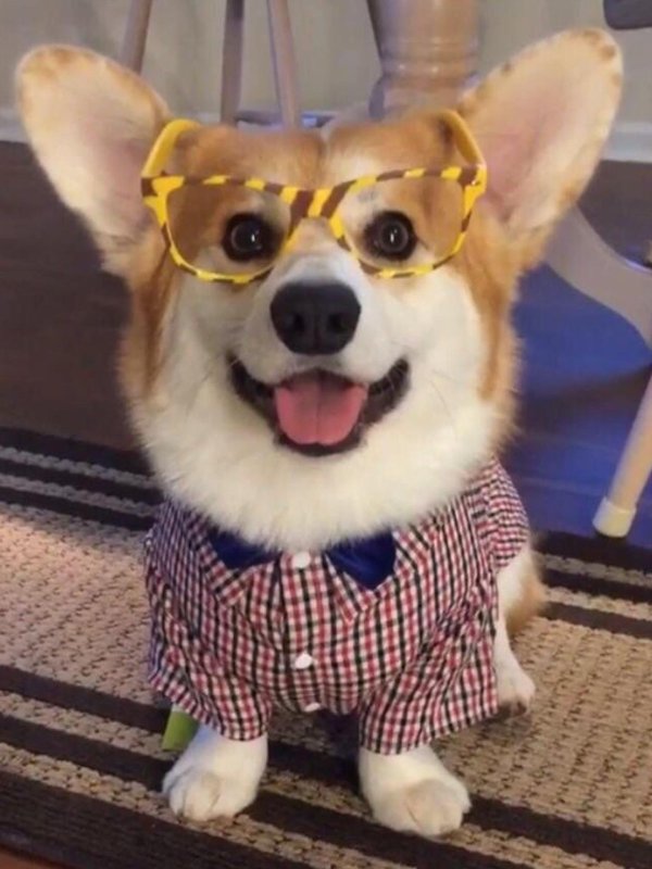 веселый корги