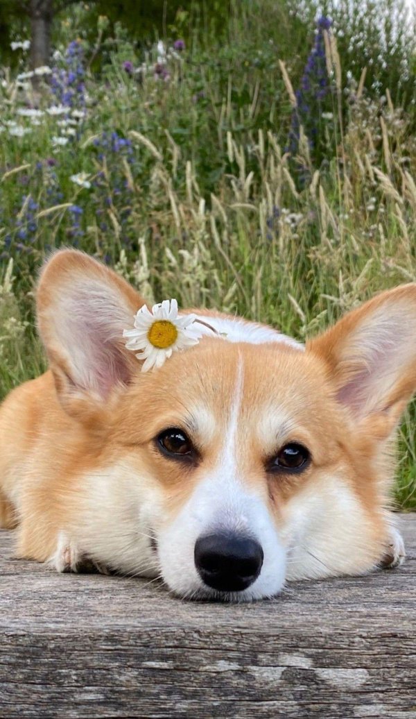 вельшкорги пемброк