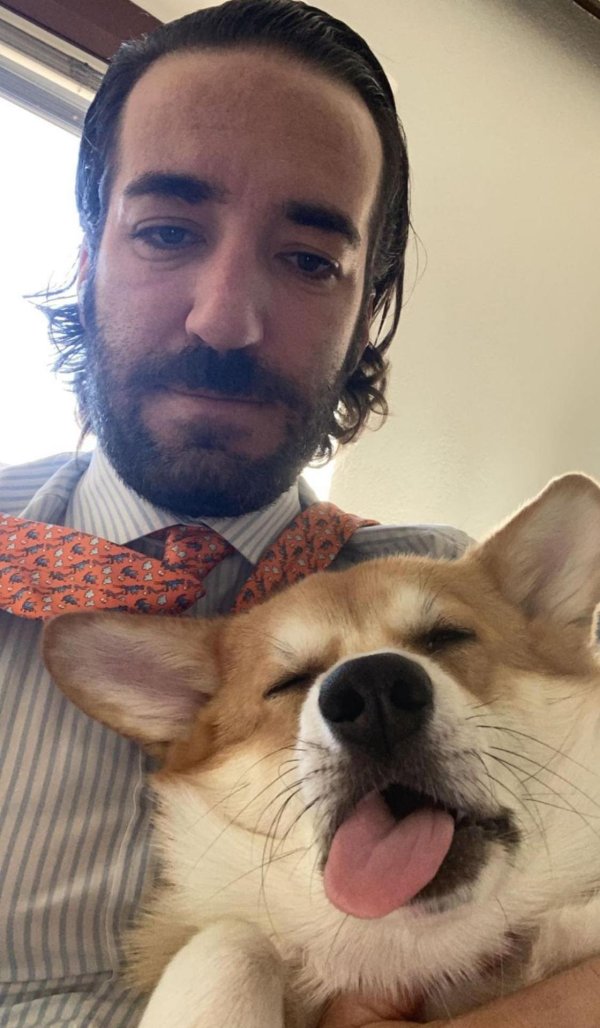 недовольный корги