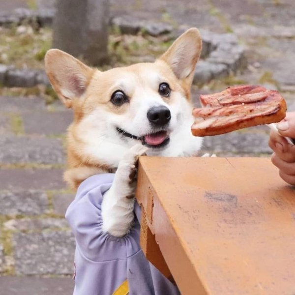 прикольные корги