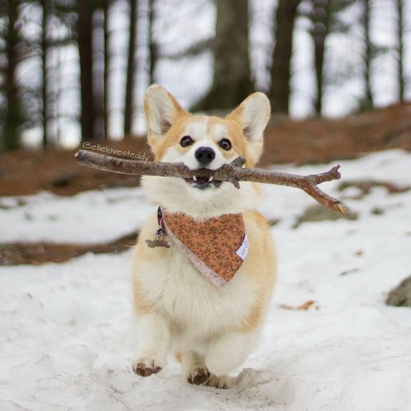 вельшкорги пемброк