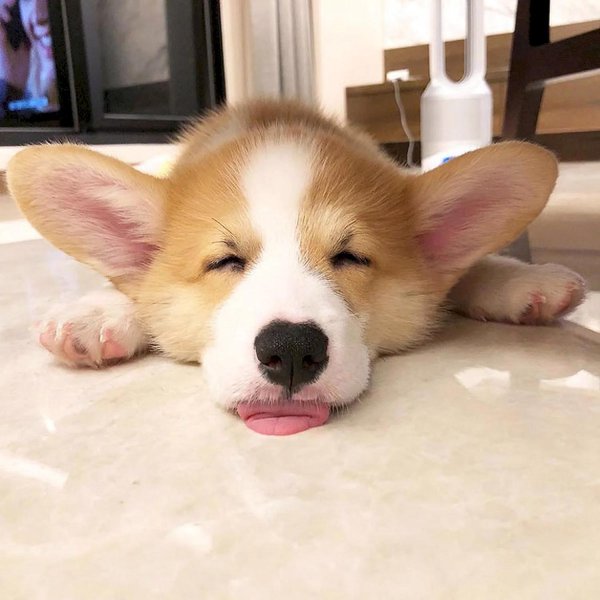 вельшкорги пемброк