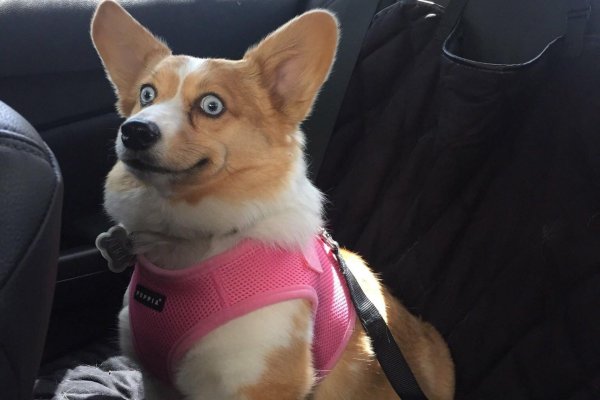 вельшкорги пемброк