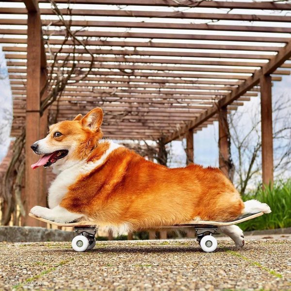 вельшкорги пемброк