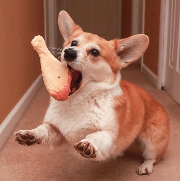 вельшкорги пемброк