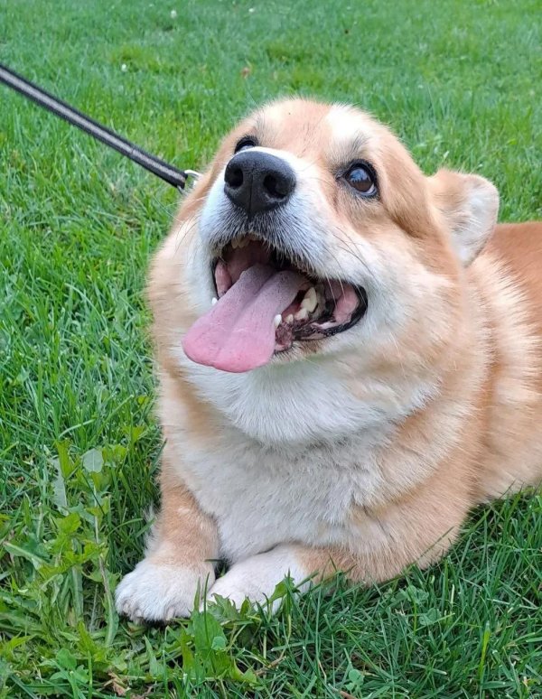 вельшкорги пемброк