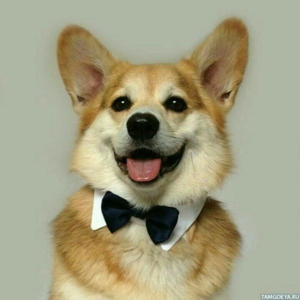 вельшкорги пемброк