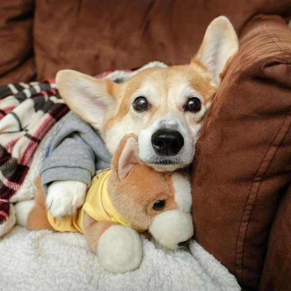 вельшкорги пемброк