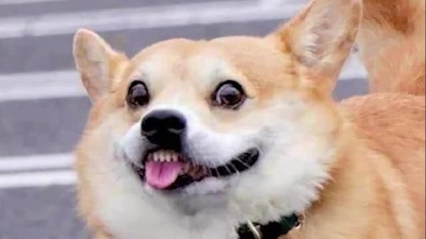 корги улыбается мем