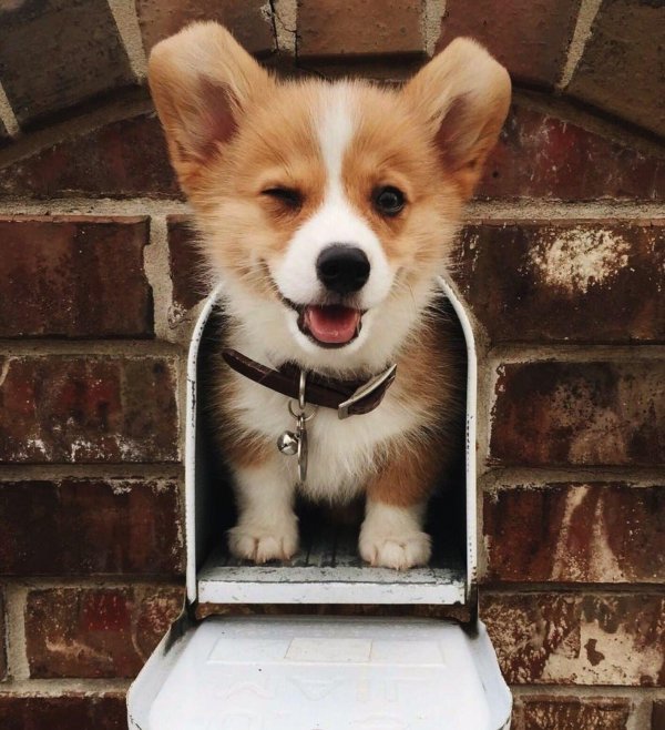 вельшкорги пемброк