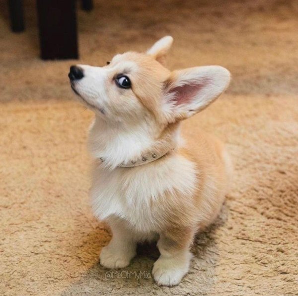 вельшкорги пемброк