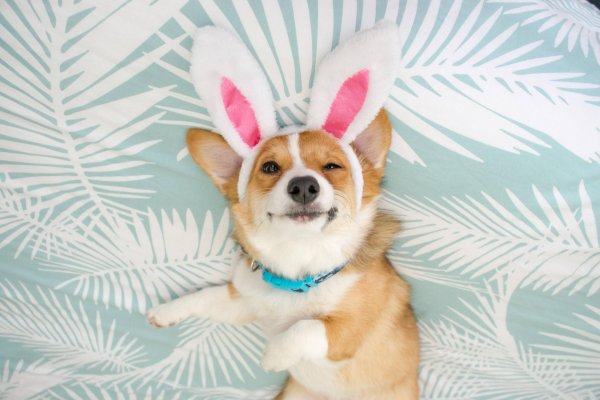 вельшкорги пемброк