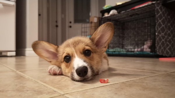 вельшкорги пемброк