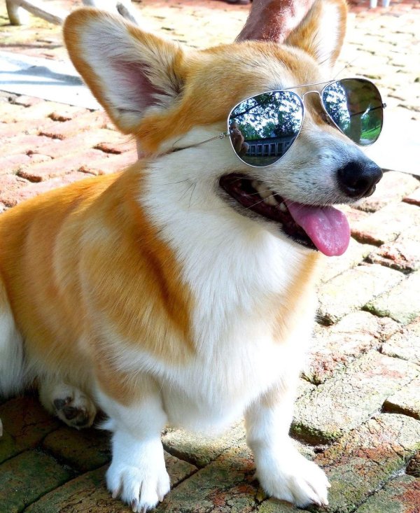 корги в очках