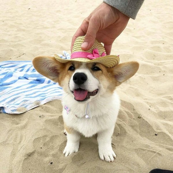 вельшкорги пемброк