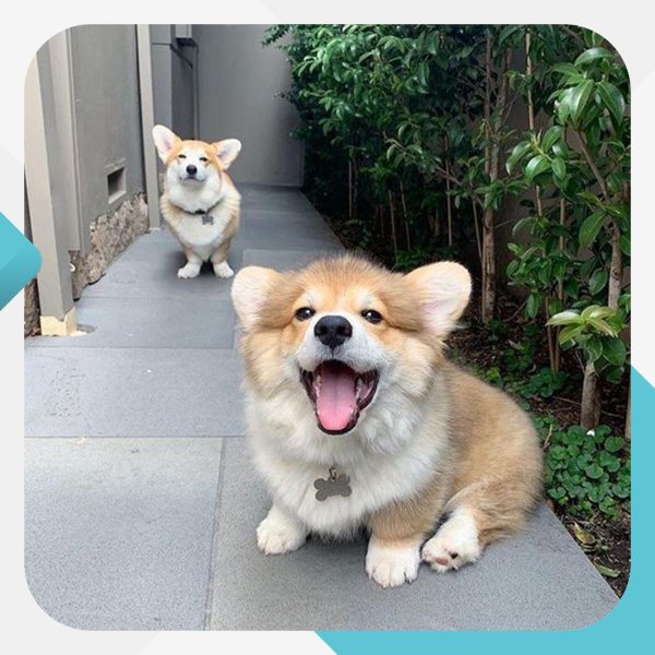 вельшкорги пемброк