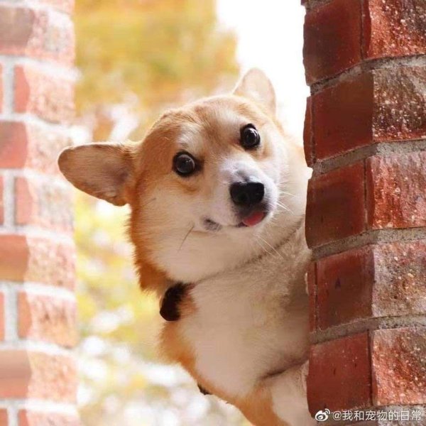 вельшкорги пемброк