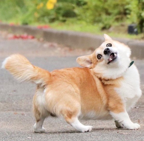 вельшкорги пемброк